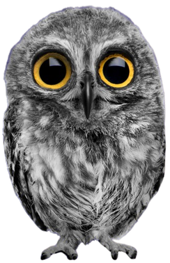 owl